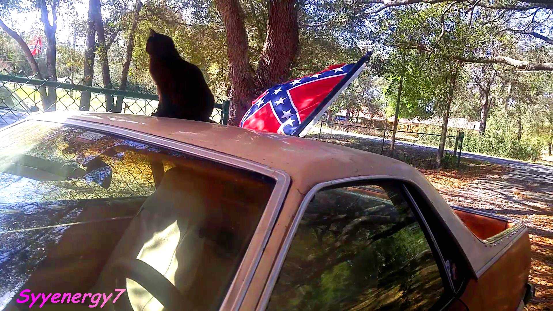 Onyx the CAT, March 7th, 2020